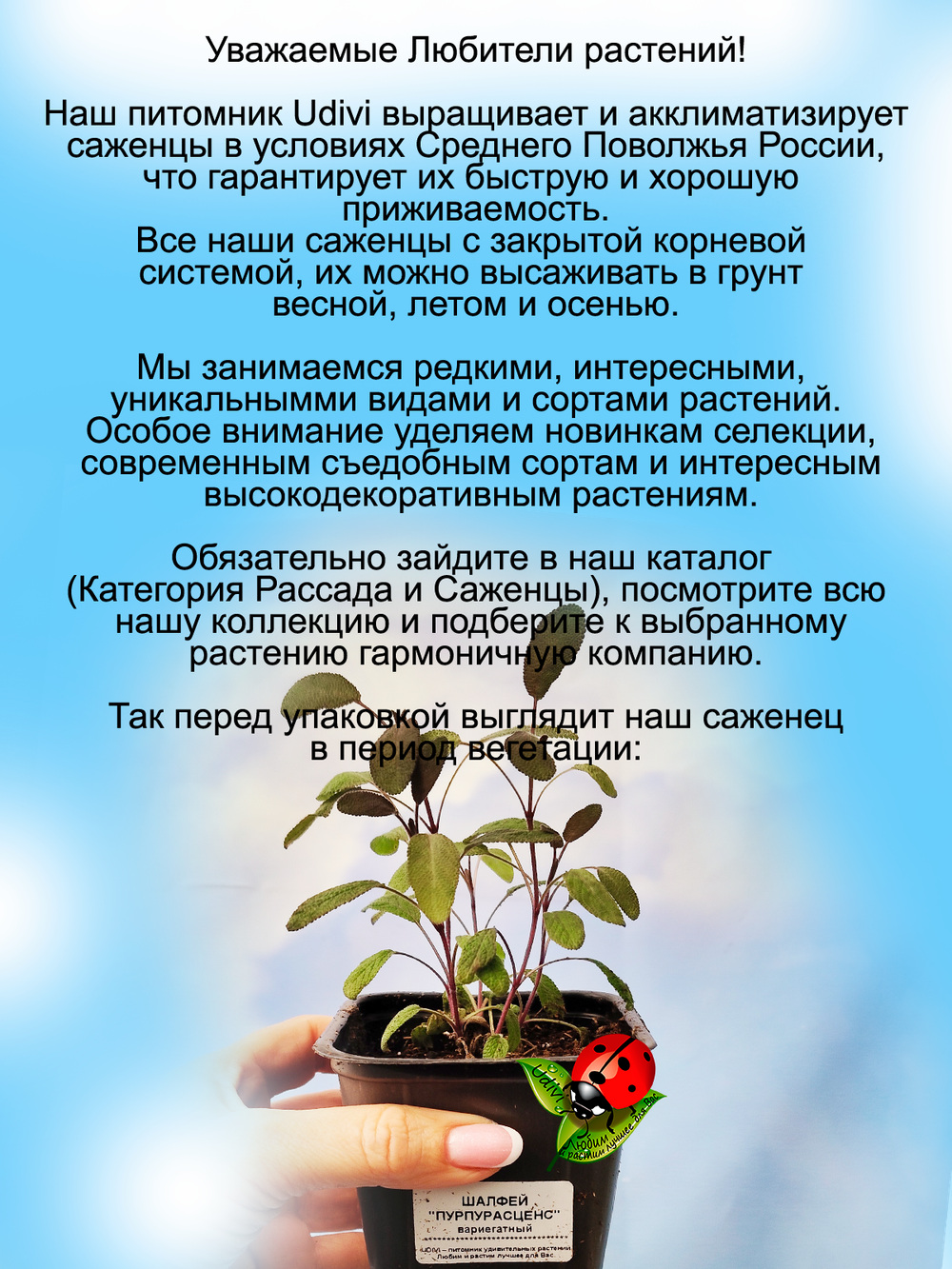 Шалфей Пурпурасценс фиолетовый вариегатный