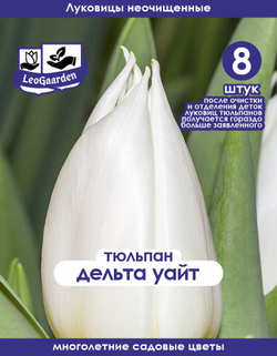 Тюльпан Луковица, Дельта Уайт, 8+шт