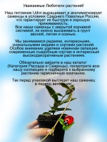 Дипладения Гипнотический Красный мандевилла