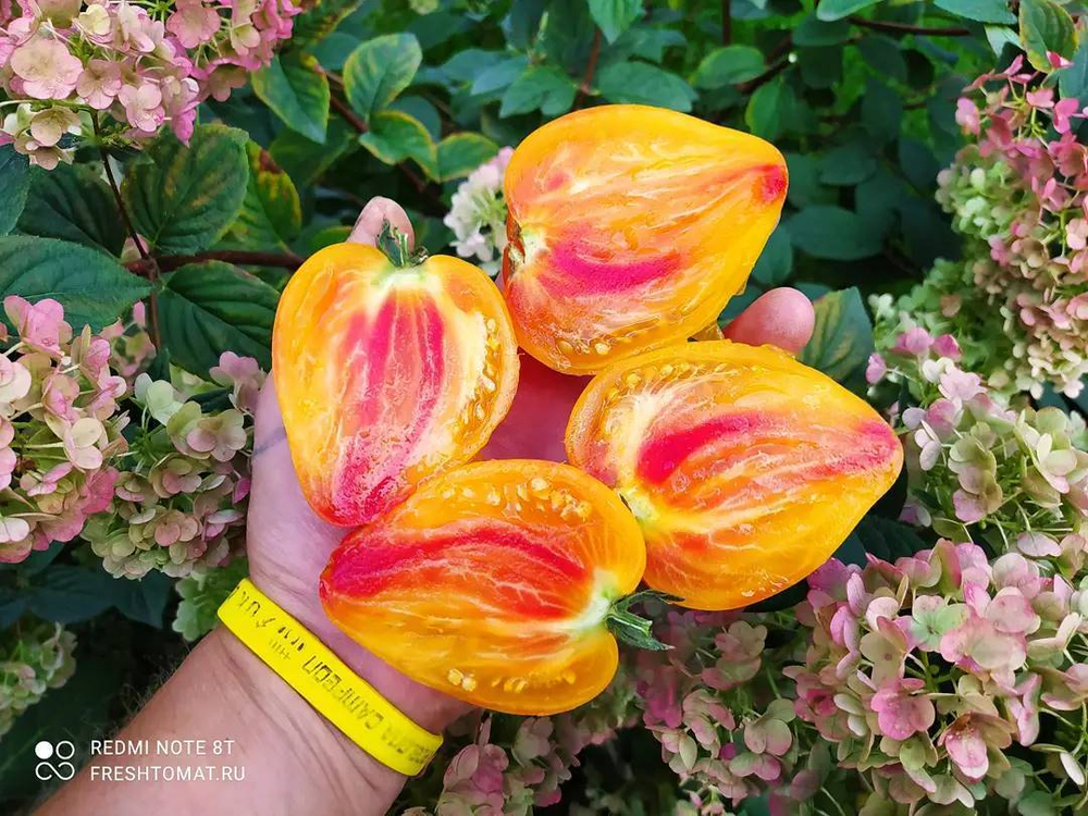 Сердце зебры абрикос (Heart of Zebre Apricot) сорт томата