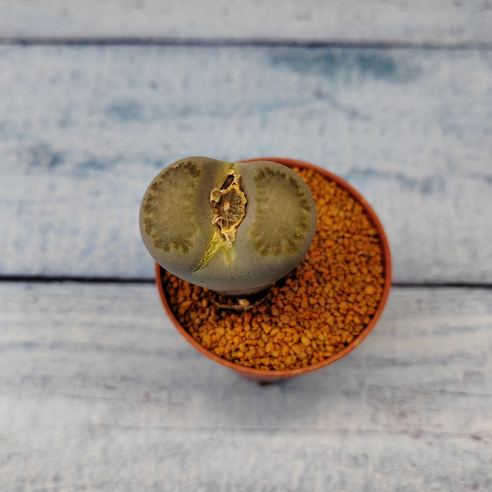 Lithops sp. (Живые камни)