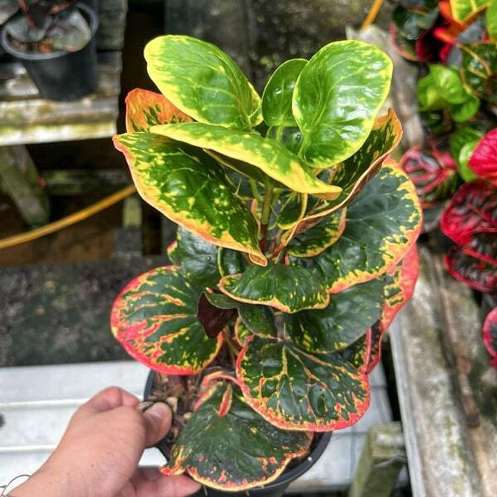 Кротон ARUN RATSAMEE