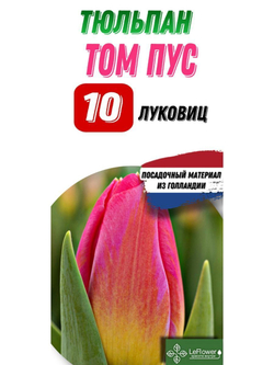 Тюльпан Луковица, Том Пус, 10шт