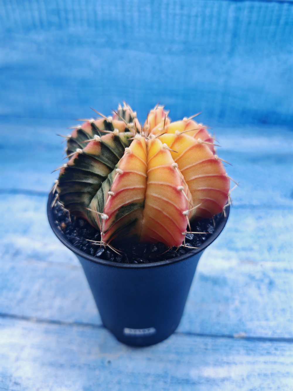 Gymnocalycium Variegata (Гимнокалициум Вариегатный)