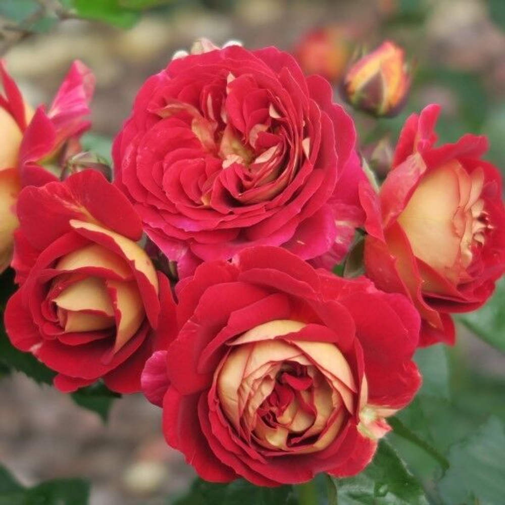 Роза флорибунда "Die Sehenswerte"