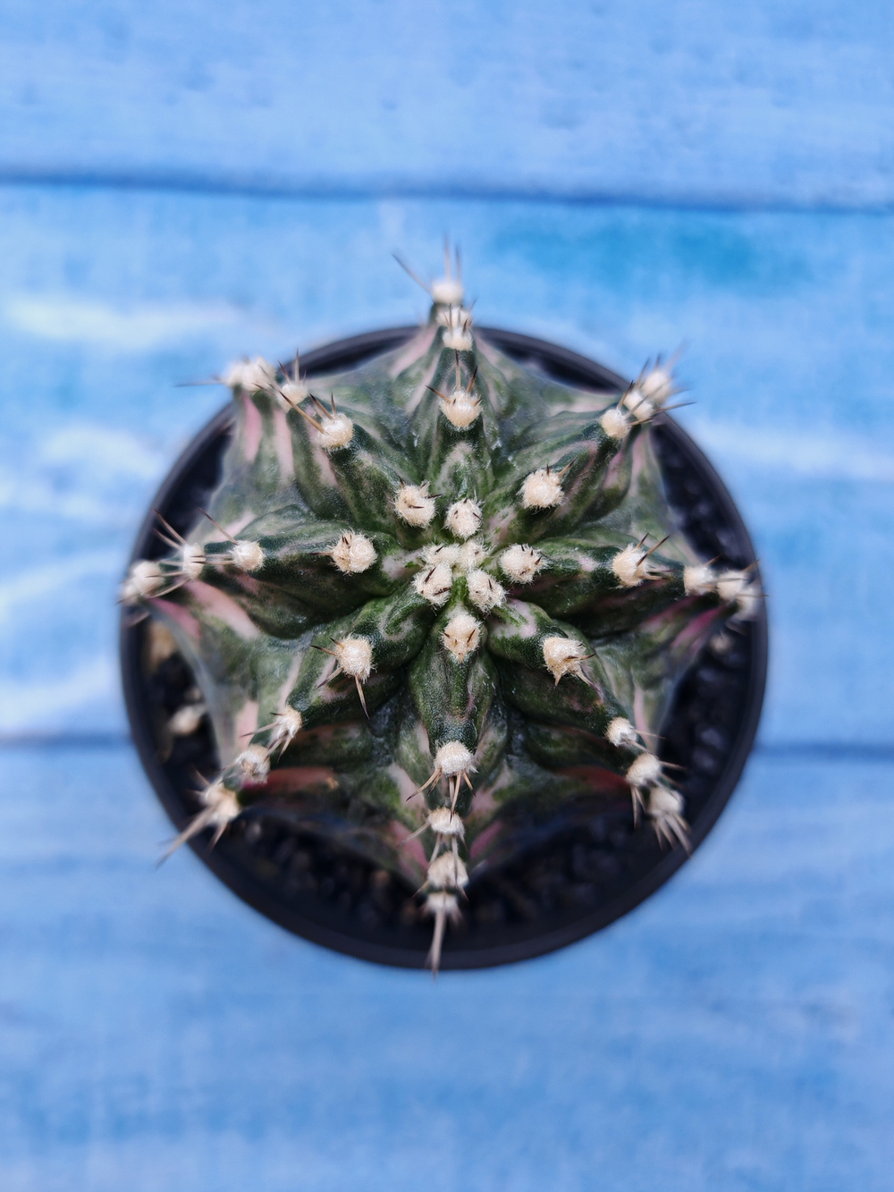 Gymnocalycium T-Rex Pink hybride (Гимнокалициум T-rex)