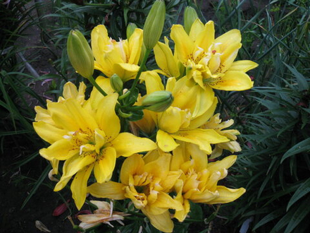 Лилия Фата Моргана луковица март 2026