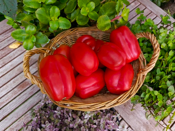 Этуаль сорт томата