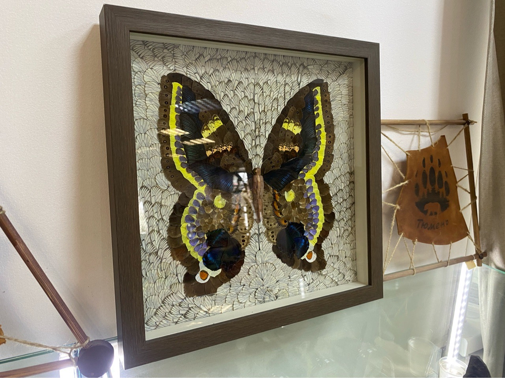 Сибирская бабочка