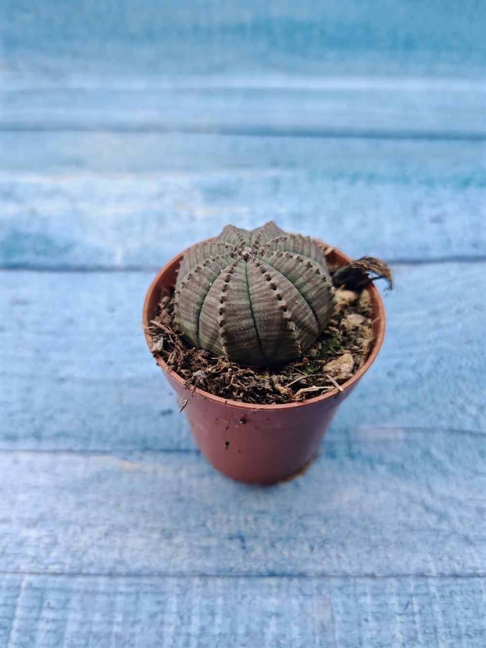 Euphoria Obesa (Эуфорбия)