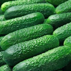 РУБИНШТЕЙН F1 семена огурца (Rijk Zwaan | Alexagro)