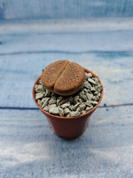 Lithops sp. (Литопсы)