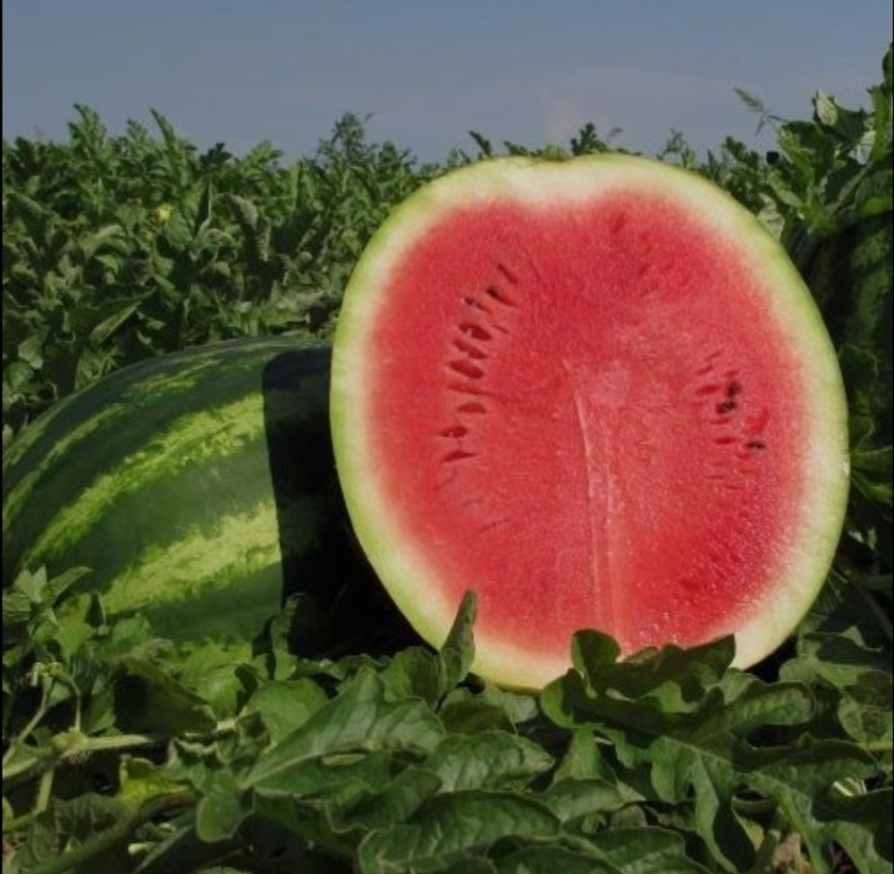 Арбуз Шуга Дэликата F1 - F1Sugar delikata F1 1000 семян