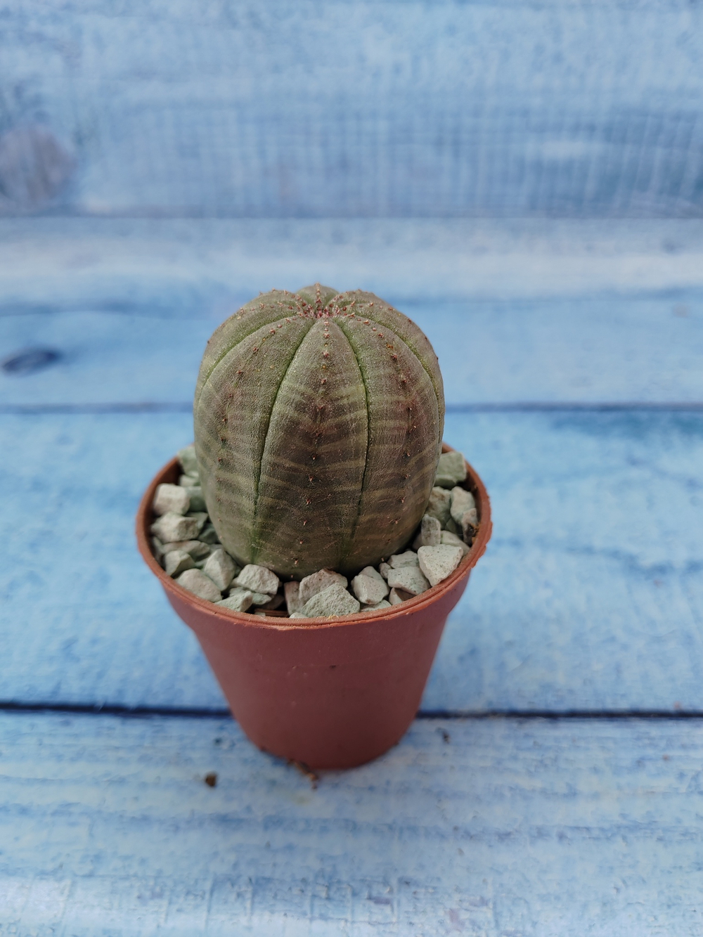 Euphoria Obesa (Эуфорбия)