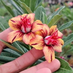 Адениум NATAYA