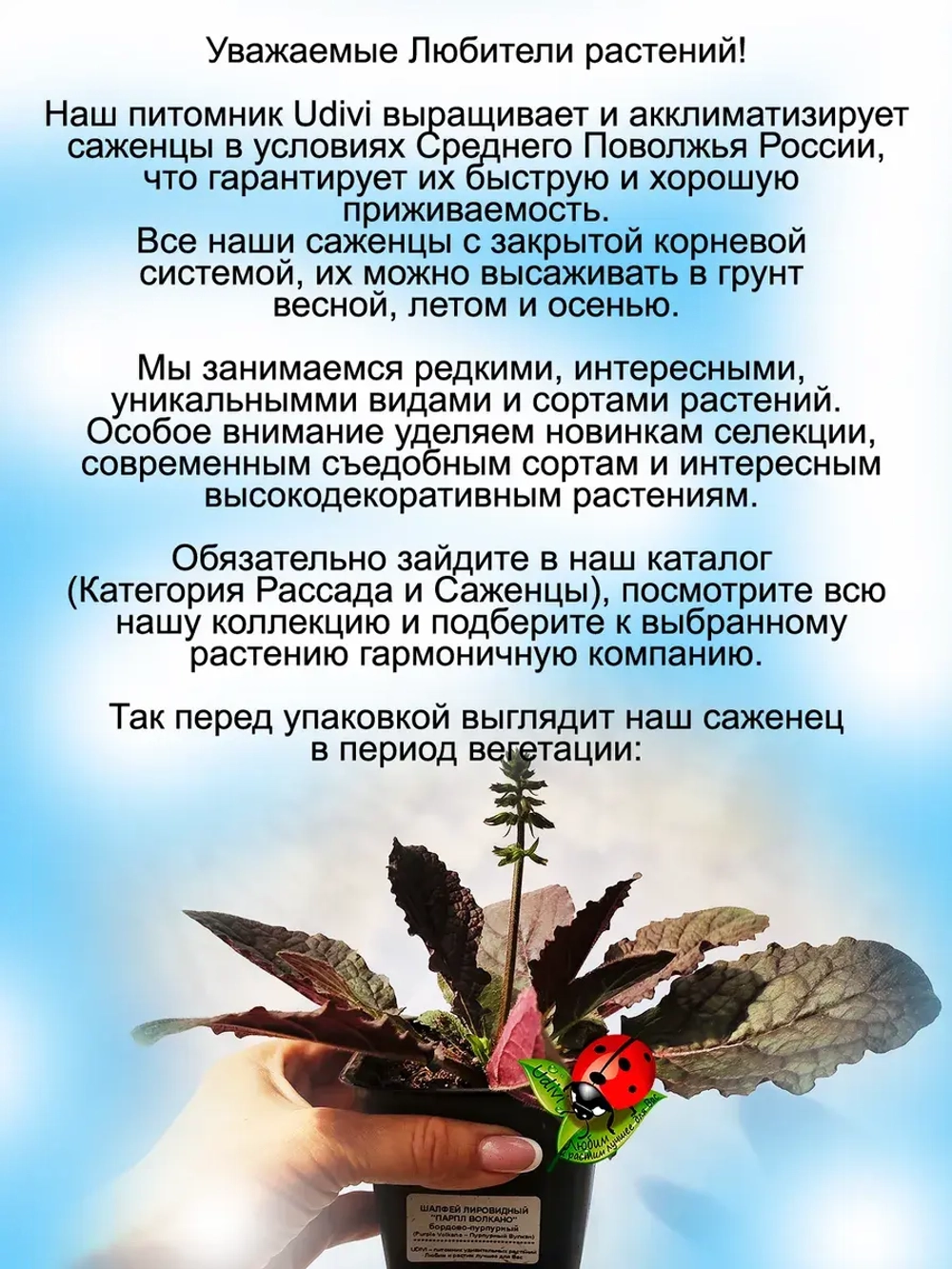 Шалфей Пурпурный вулкан сальвия многолетний