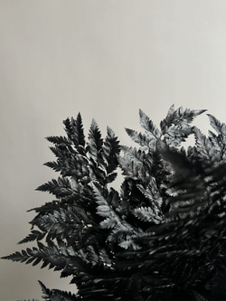 Папоротник черный