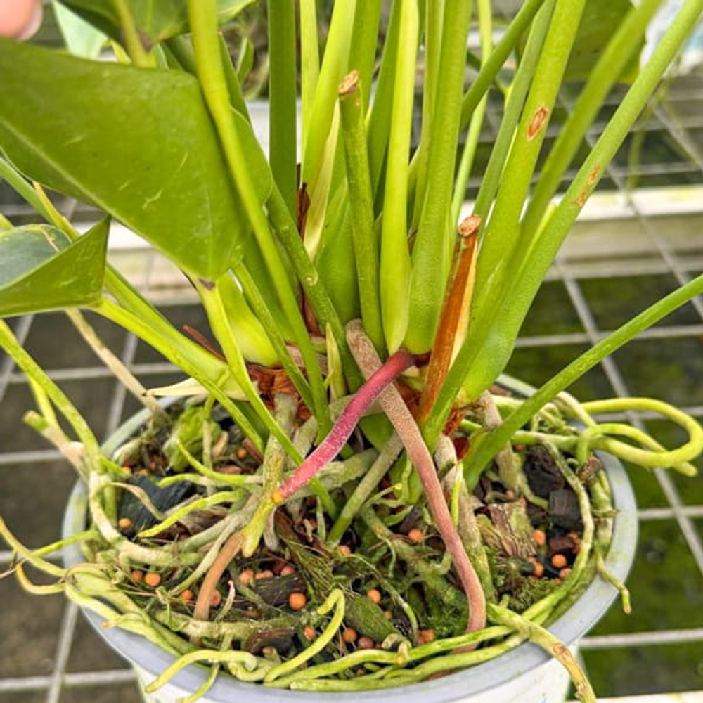 Антуриум Андре MELITO GREEN