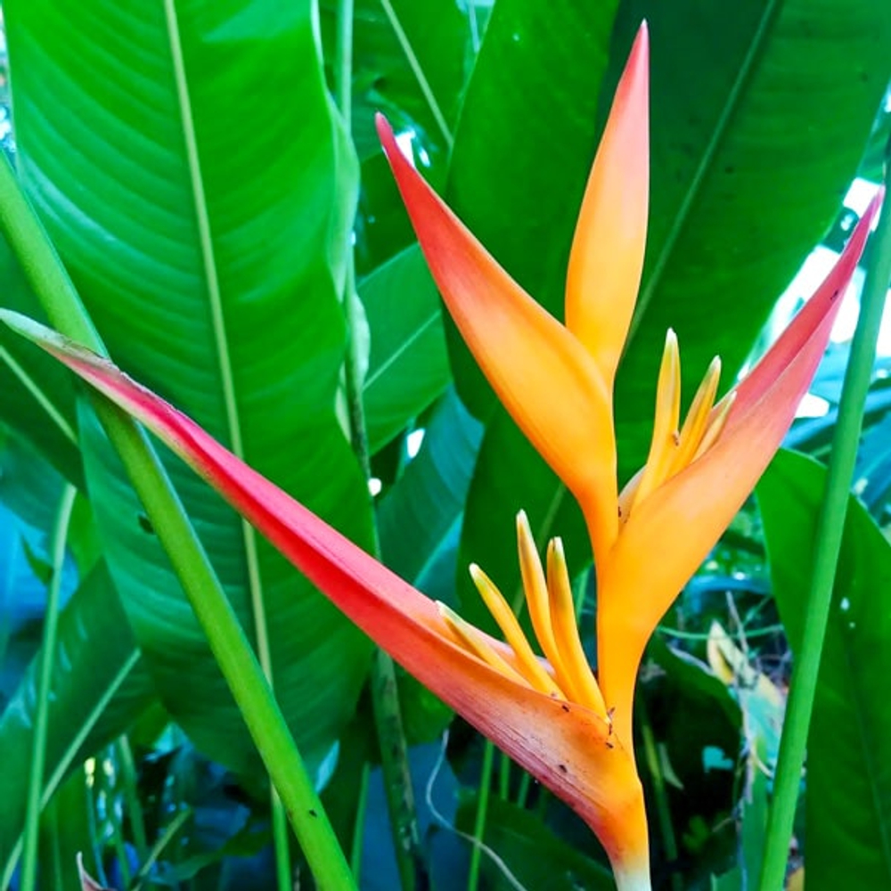 Геликония PSITTACORUM TROPICA