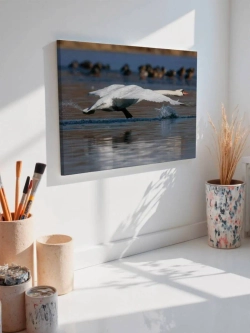 Картина на стену 40 X 50 Лебедь