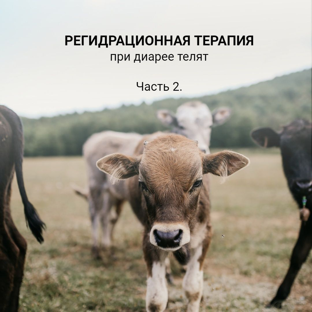 РегидроПлюс для телят, электролитный напиток, 1000 мл.