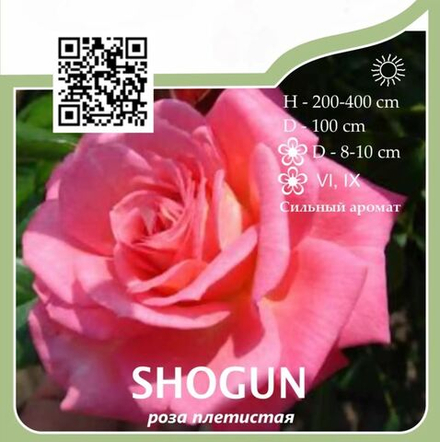 Роза плетистая "Shogun"