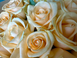 букет кремовых роз недорого заказать онлайн мск