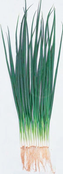 КАТАНА F1 семена лука на перо (Sakata | Alexagro) – фото 3