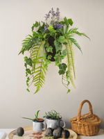 Настенная композиция в кашпо "Плющ"