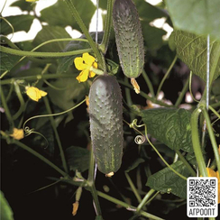 Атлантис F1 семена огурца пчелоопыляемого (Bejo / Бейо)