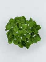 Гортензия Аннабель (голова)