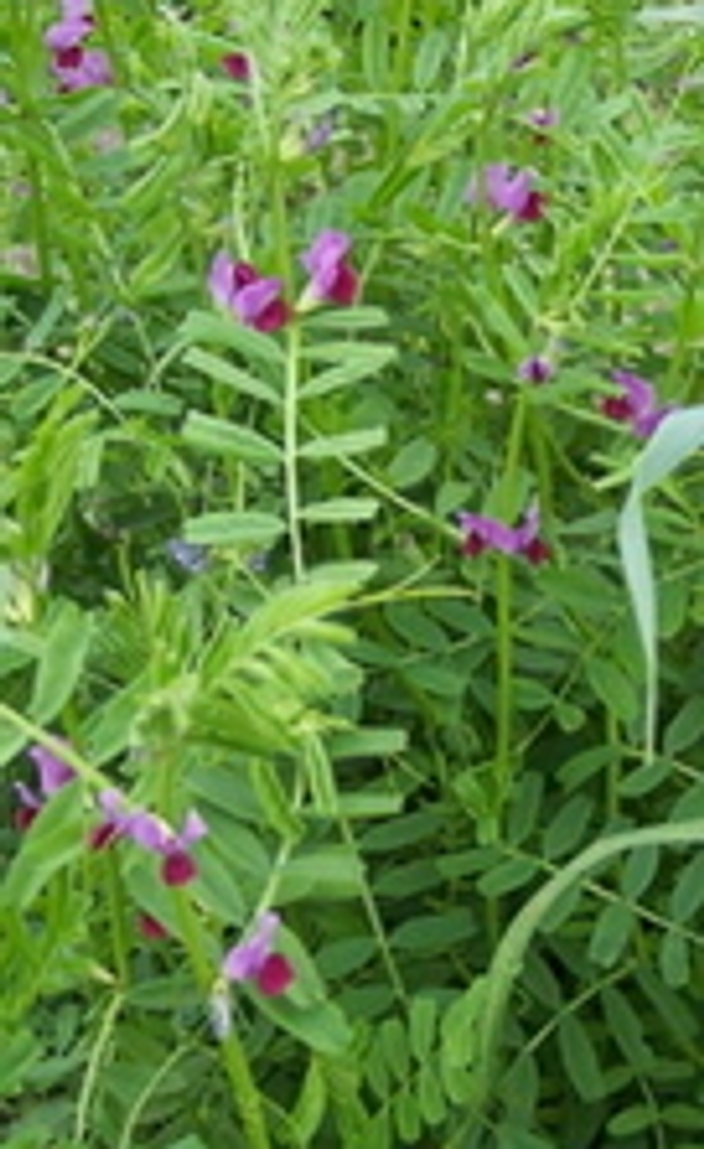 Вико-овсяная смесь 0,5кг