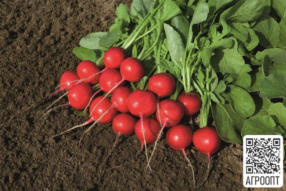 РОВЕР F1 семена редиса (Bejo | Alexagro) – фото 2