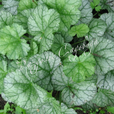 Гейхера Пеперминт Айс