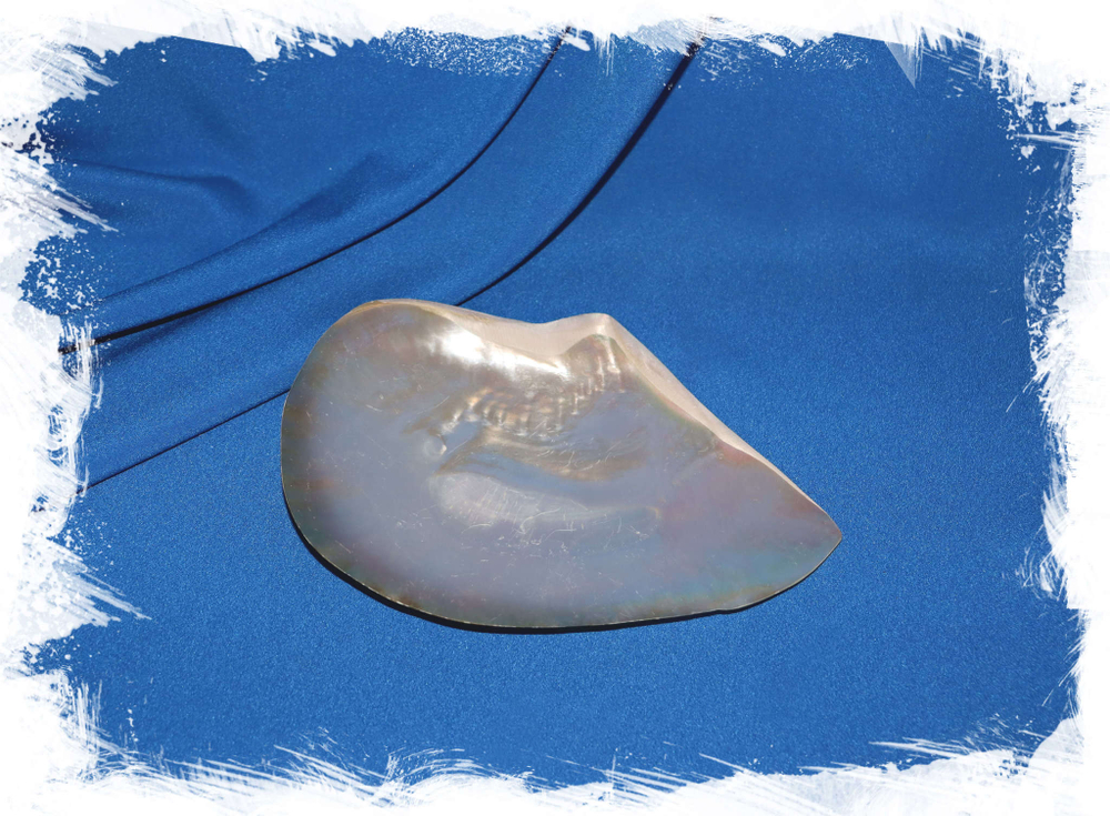 Перламутровая ракушка. Купить