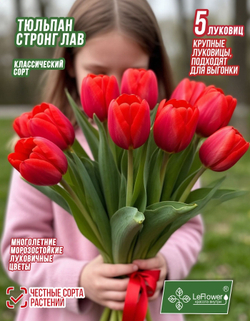 Тюльпан Луковица, Стронг Лав 5 шт
