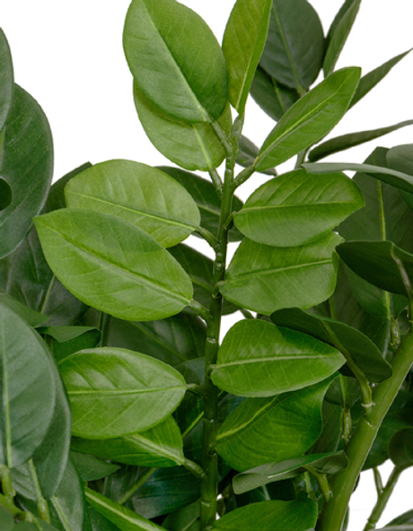 Замиокулькас кустовой Мидл 75 см