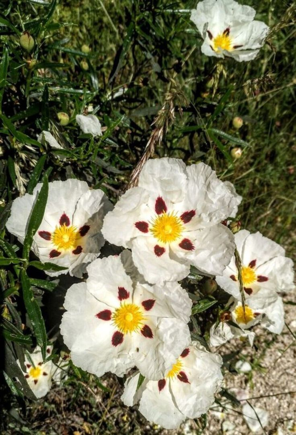 LABDANUM abs 50% in TEC/ ЛАБДАНУМ абсолют CAS 89997-74-0