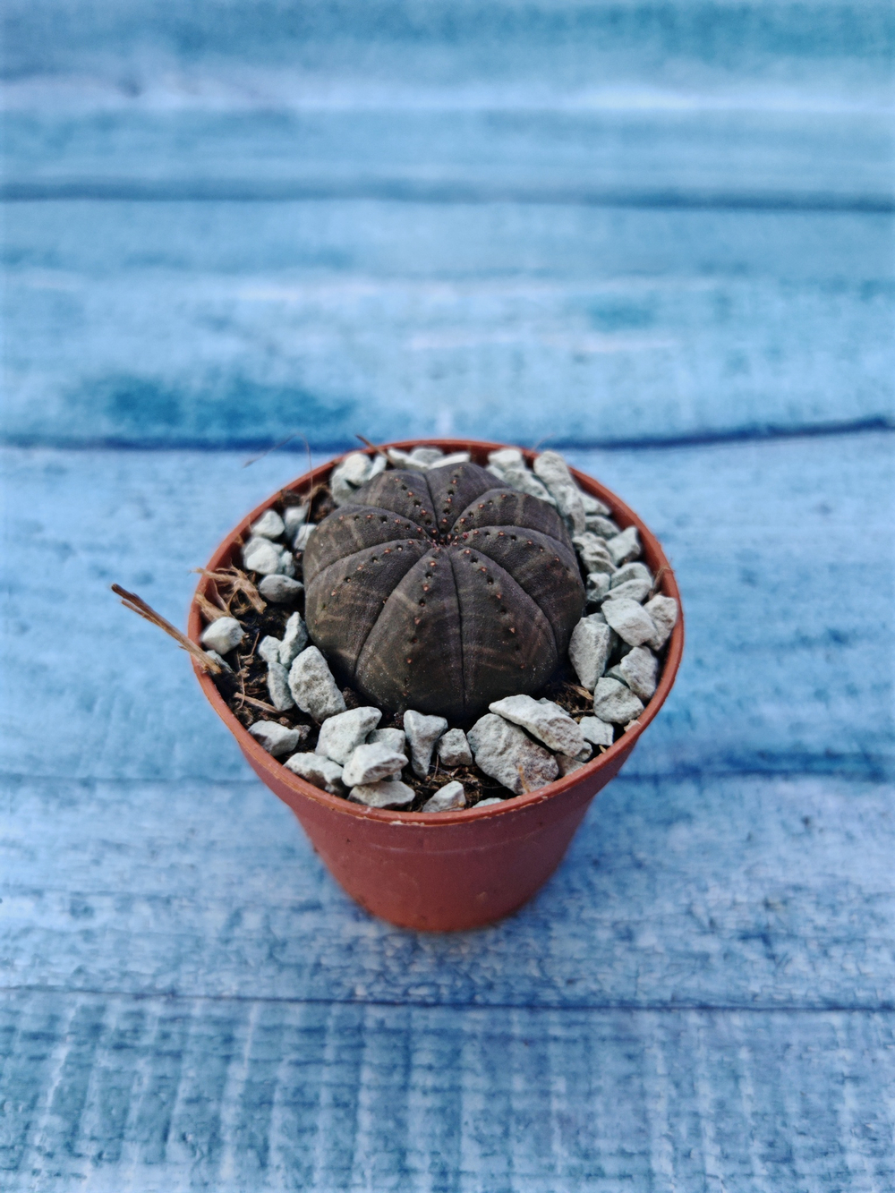 Суккулент Euphorbia Obesa (Эуфорбия)