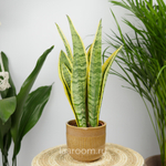 Сансевиерия Лауренти 12/40