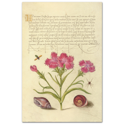 Гвоздика и паук