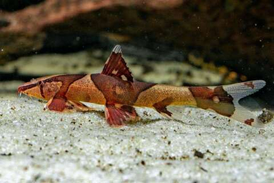 Рыба-ящерица Хомалоптера Орсогониата