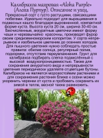 Калибрахоа Алоха Пурпур