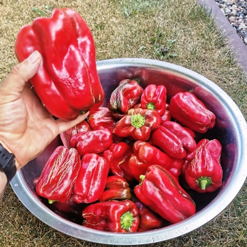 Перец Сладкий Гигантский — Big Bertha - Большая Берта