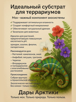 Мох Сфагнум