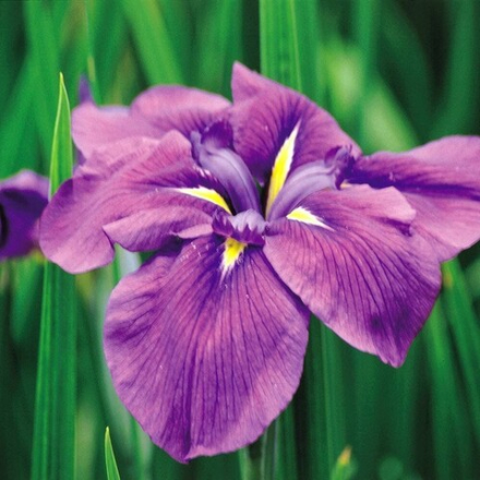 Ирис мечевидный РОЙАЛ БАННЕР