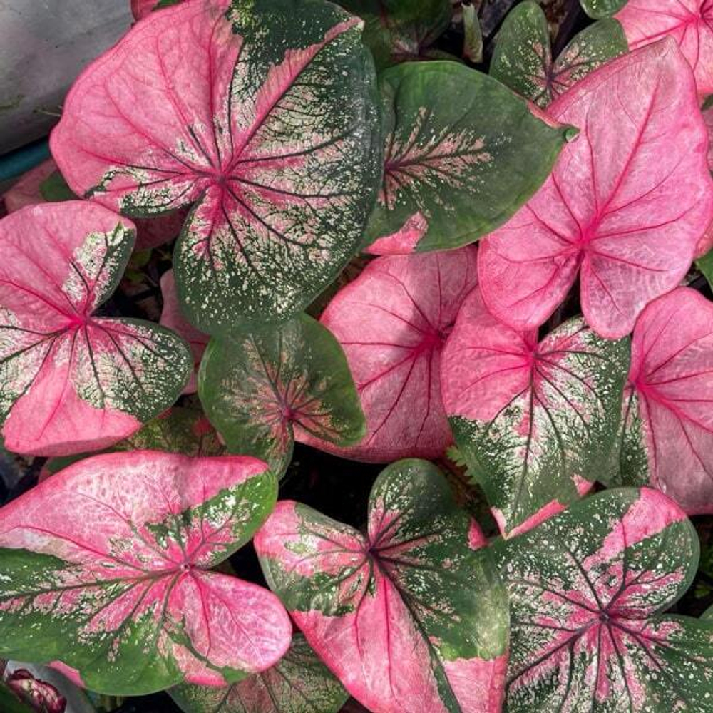 Каладиум CHOMPHU TAWEEP