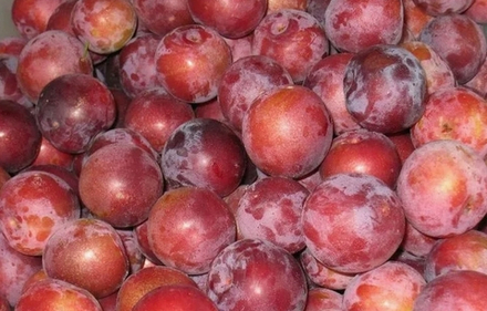 Алыча, 1кг