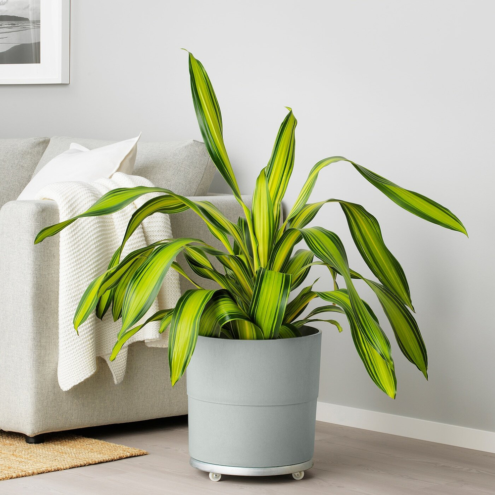 IKEA NYPON  (ИКЕА НЙПОН)  -  Крышка для цветочного горшка, серая, 32 см