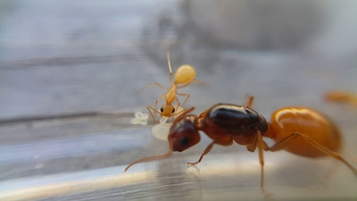 Муравьи Camponotus fedtschenkoi (Янтарный муравей)